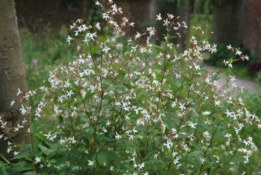 Gillenia trifoliata bestellen